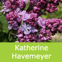 Mature Syringa vulgaris Katherine Havemeyer Lilac Tree / shrub FRAGRANT + AWARD + CHALK TOLERANT **FREE UK MAINLAND DELIVERY + FREE 100% TREE WARRANTY**